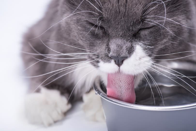 Why Do Cats Put Things in Their Water Bowl? 5 Possible Reasons Catster