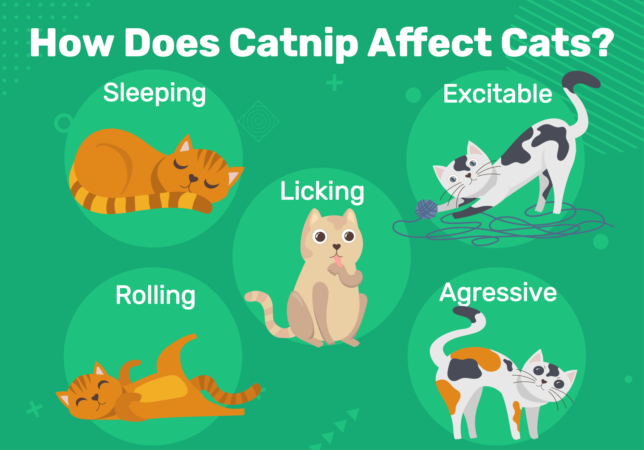 How Long Does Catnip Take To Kick In? Effects & Tips (VetVerified Info