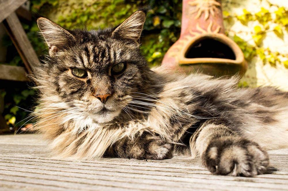 Why Is My Cat’s Fur Suddenly Matted? 7 Possible Reasons Catster