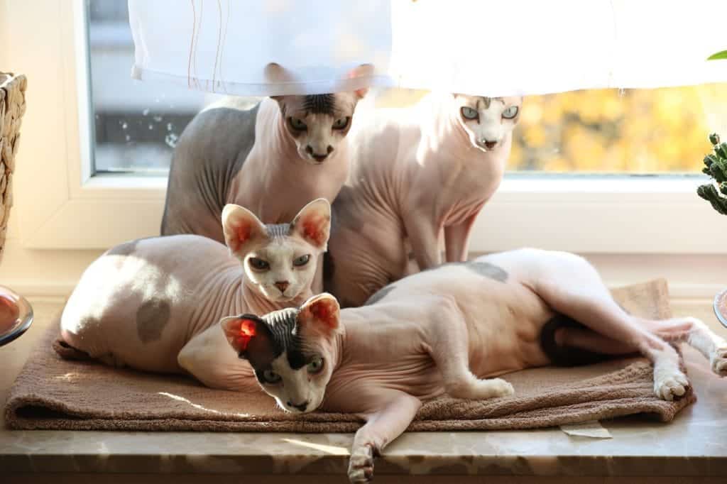 9 Best Shampoos for Sphynx Cats in 2024 Reviews & Top Picks Catster