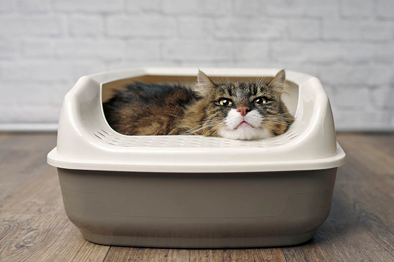 10 Weird Cat Litter Box Habits (VetApproved Explanation) Catster