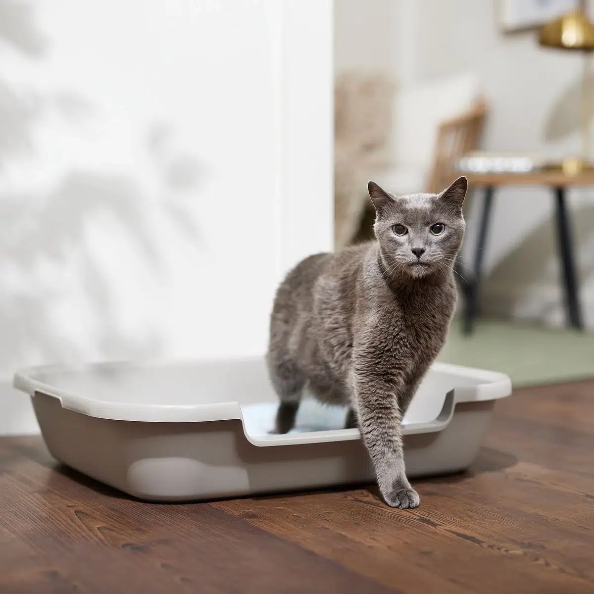 10 Senior Cat Litter Box Solutions VetApproved Tips &