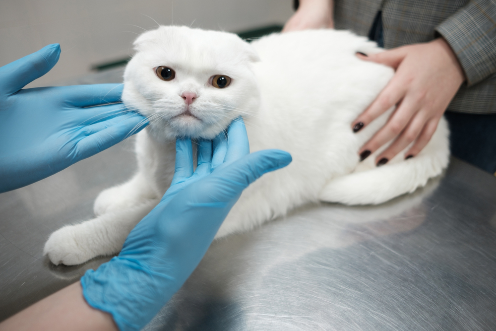 How Hot Is Too Hot for a Cat? VetApproved Facts & Summer Safety Tips