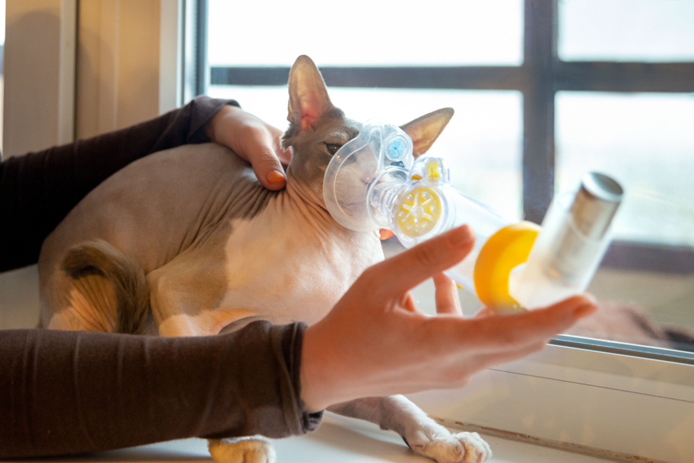 Inhaler for Cats VetApproved Tips on How to Use It for an Asthmatic Feline Catster