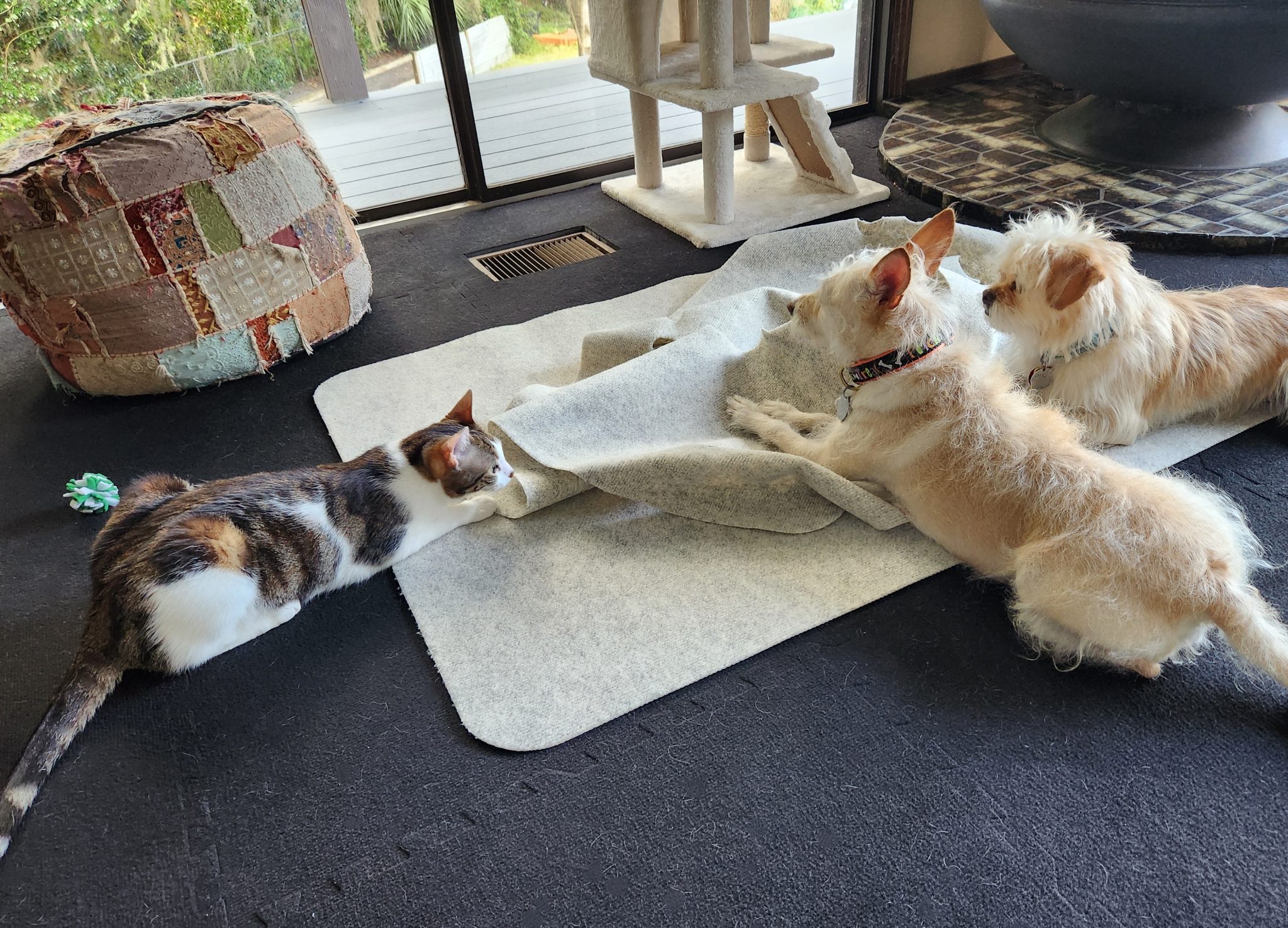 Ripple Rug for Cats Review 2025 A Detailed Look Catster