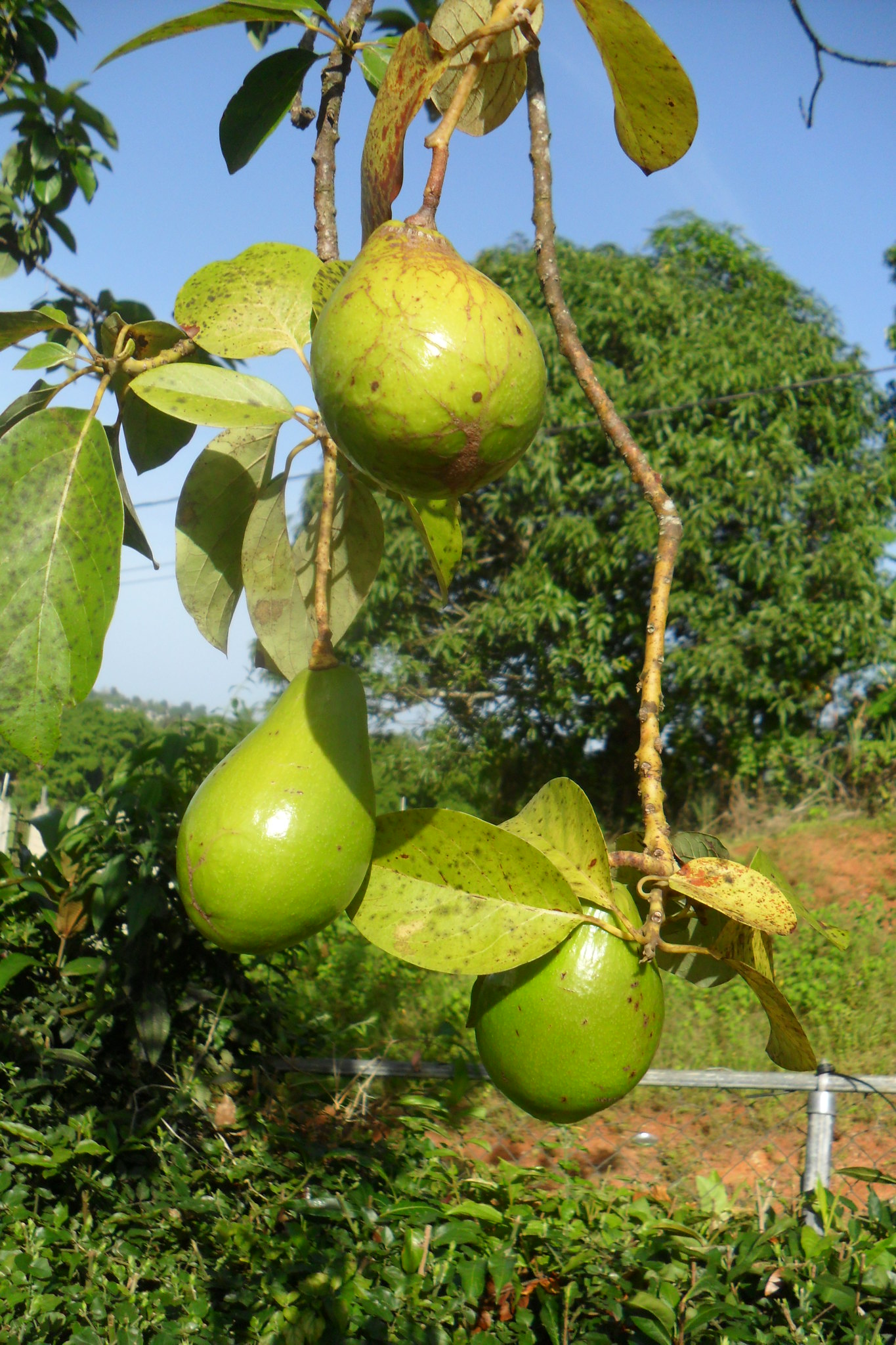 Most literature on avocados states that it will take five yours or more for an avocado tree to bear fruit; What To Know About Growing An Avocado Tree Catsup And Mustard