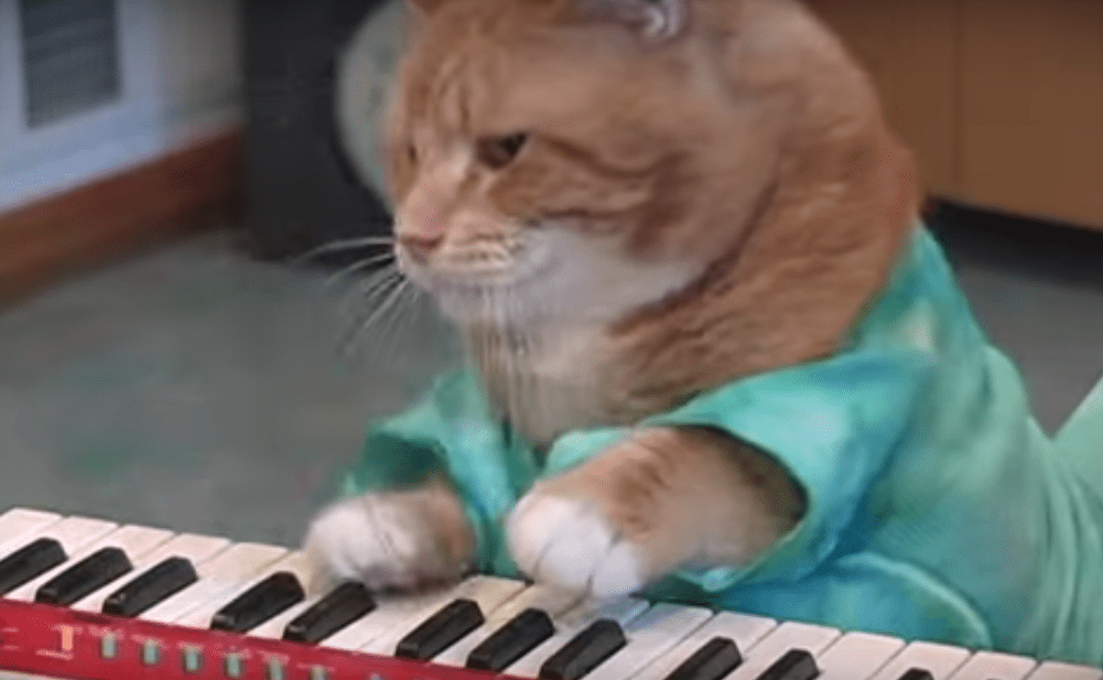 Keyboard Cat's Got The Beat Cats vs Cancer