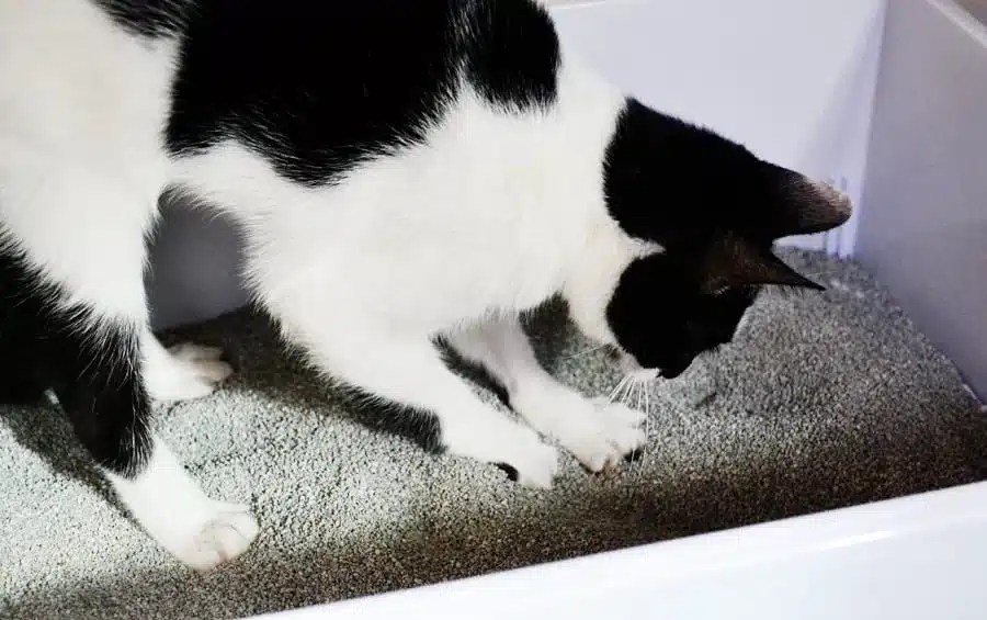 10 Reasons We Love Cats Incredible LitterAnd You Will, Too! CatTipper