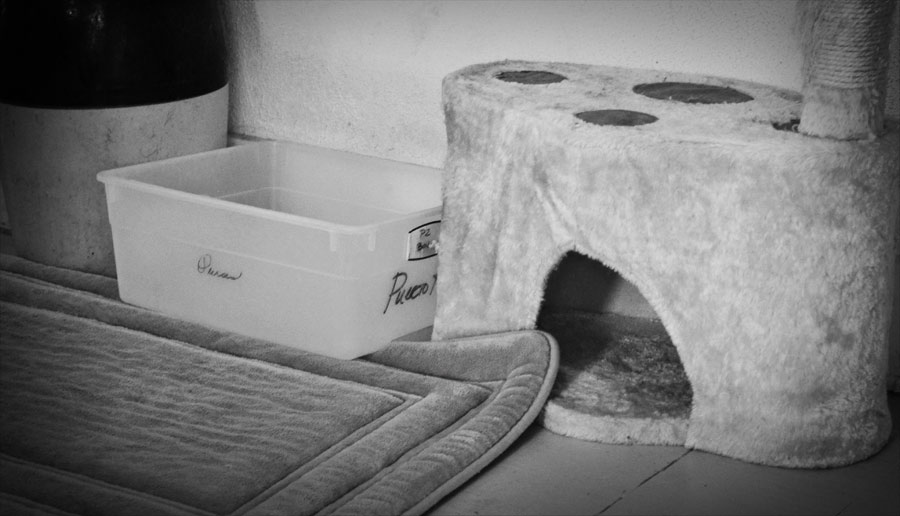 Tips for Living with an Incontinent Cat