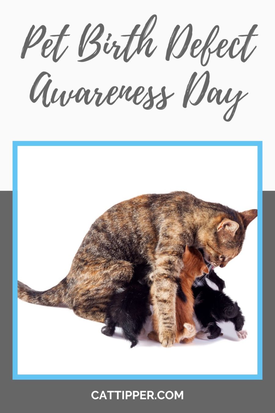Pet Birth Defect Awareness Day CatTipper