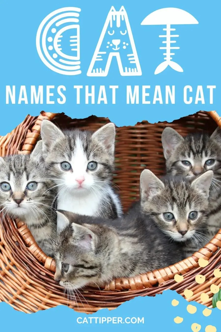 130+ Cat Names that Mean Cat!