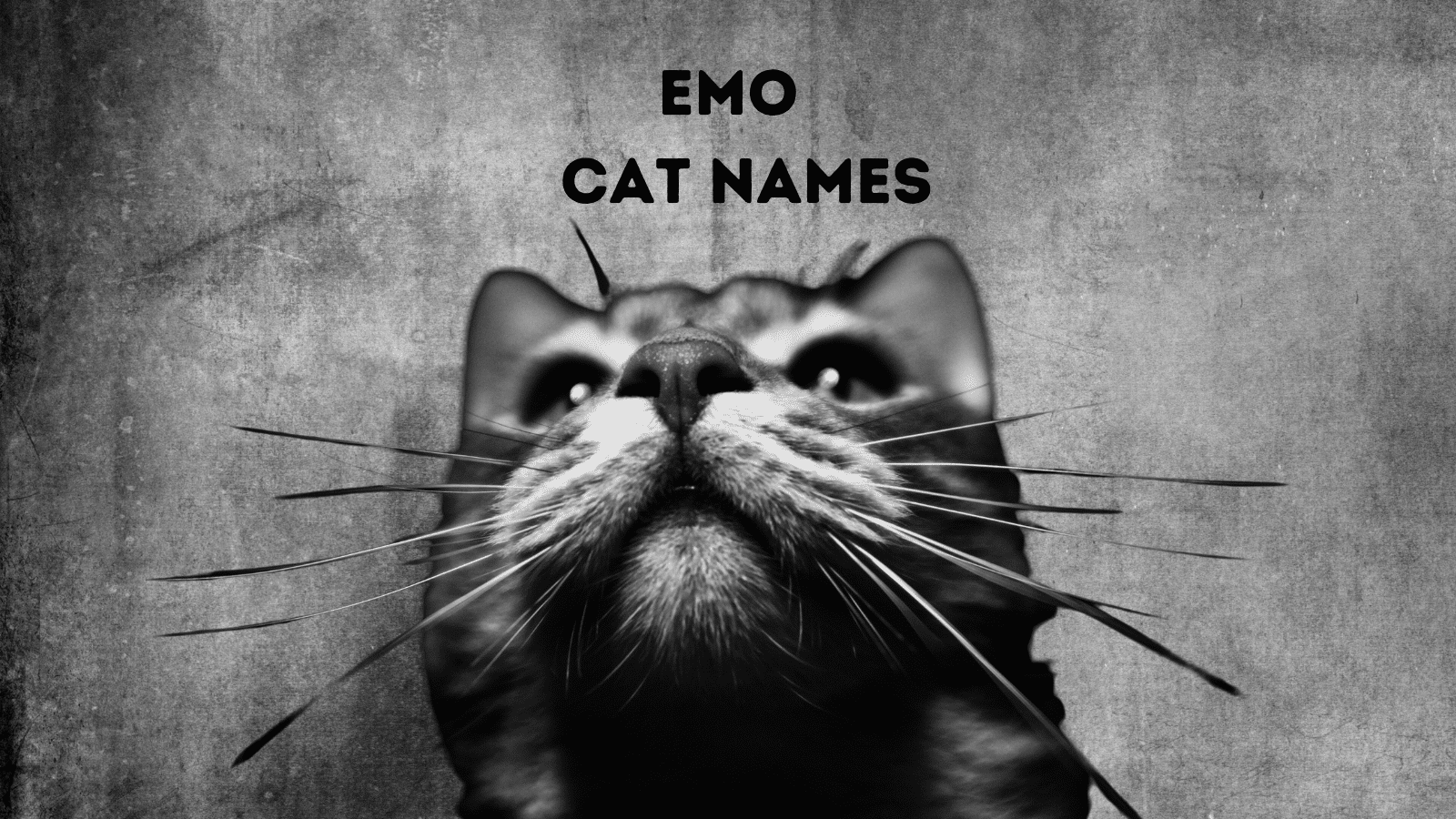 240+ Gothic Cat Names & Emo Names