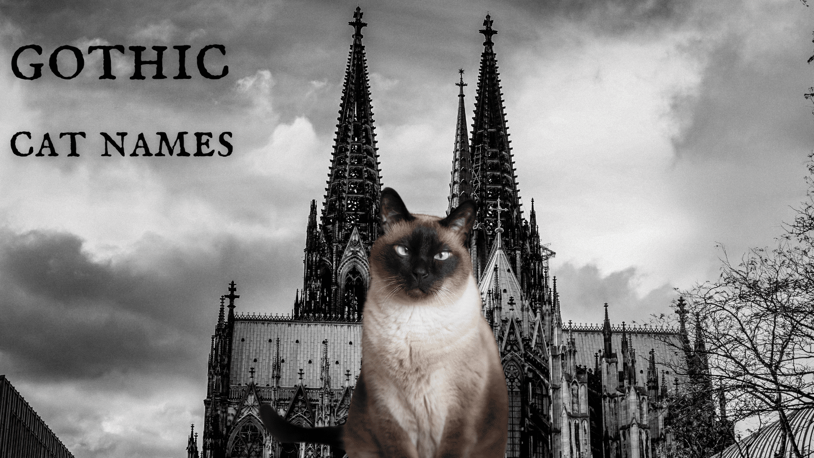 240+ Gothic Cat Names & Emo Names
