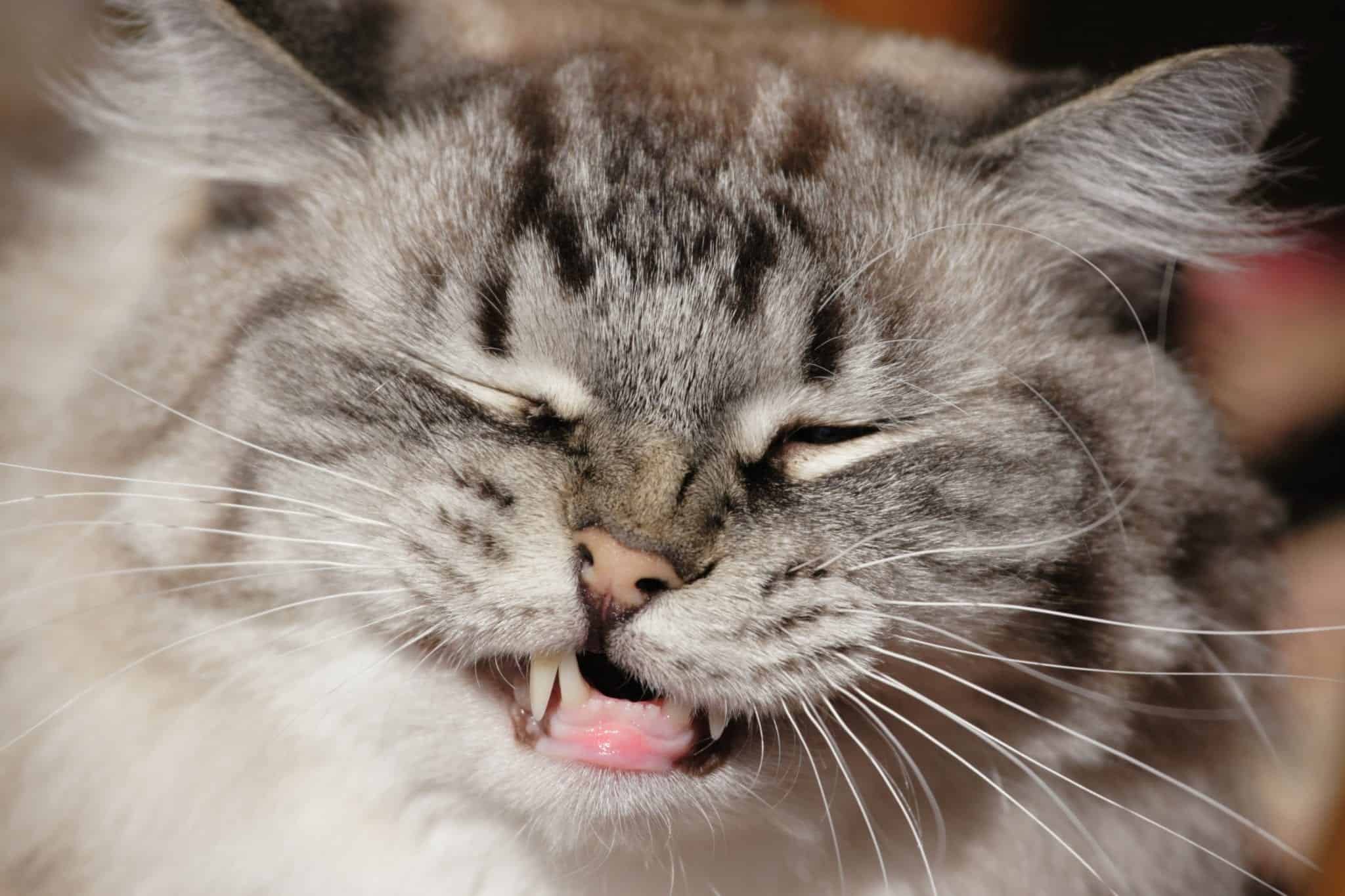 You Know That Funny Face Your Cat Makes? This Is Why It