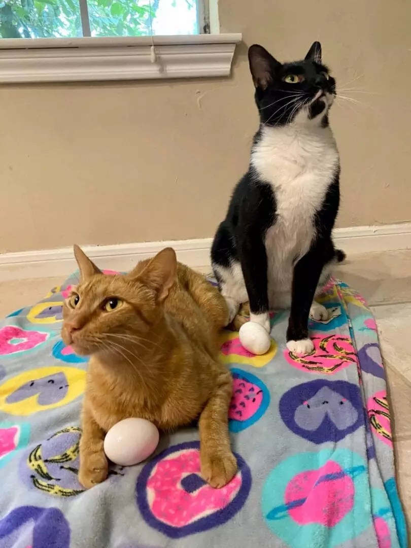 Are Cats Actually Naughty? Give Your Cat An Egg And See For Yourself