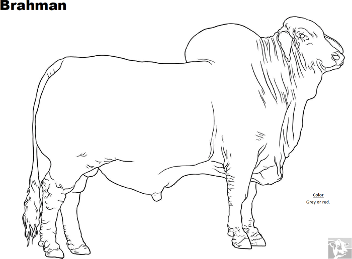 Brahman Coloring Page Coloring Pages