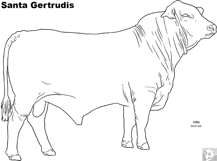 Breed Coloring Pages Santa Gertrudis