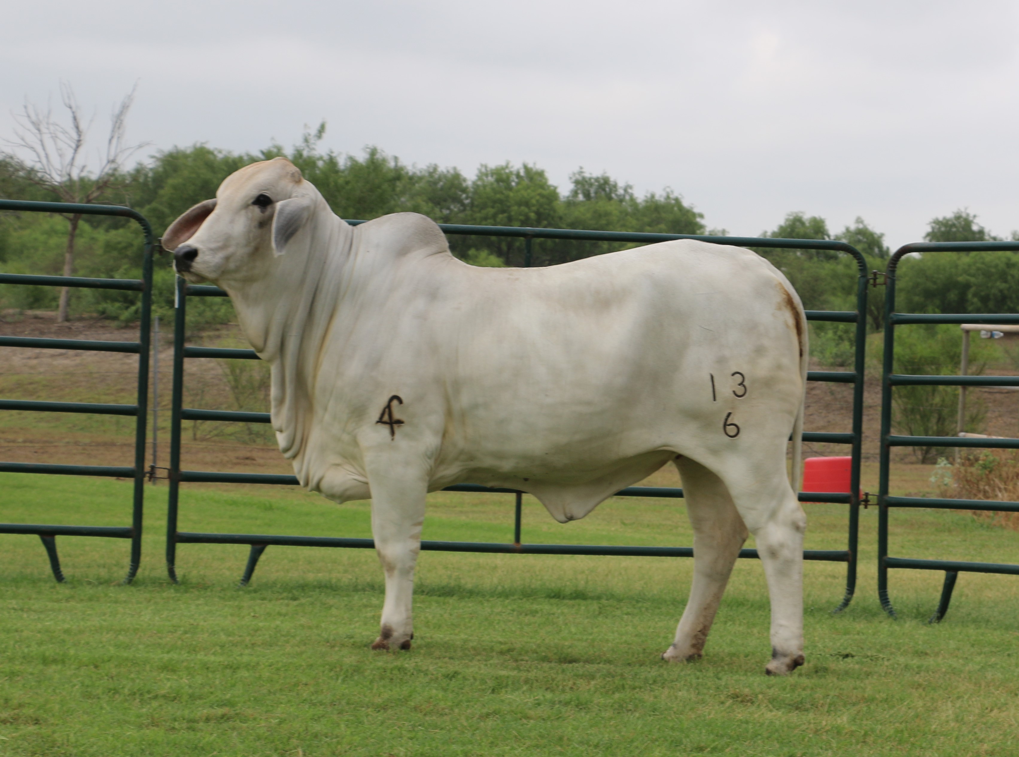 Lot 11 MISS 4F POLLED 13/6 POLLED BRAHMAN HEIFER Cattle In Motion Cattle Auctions Live