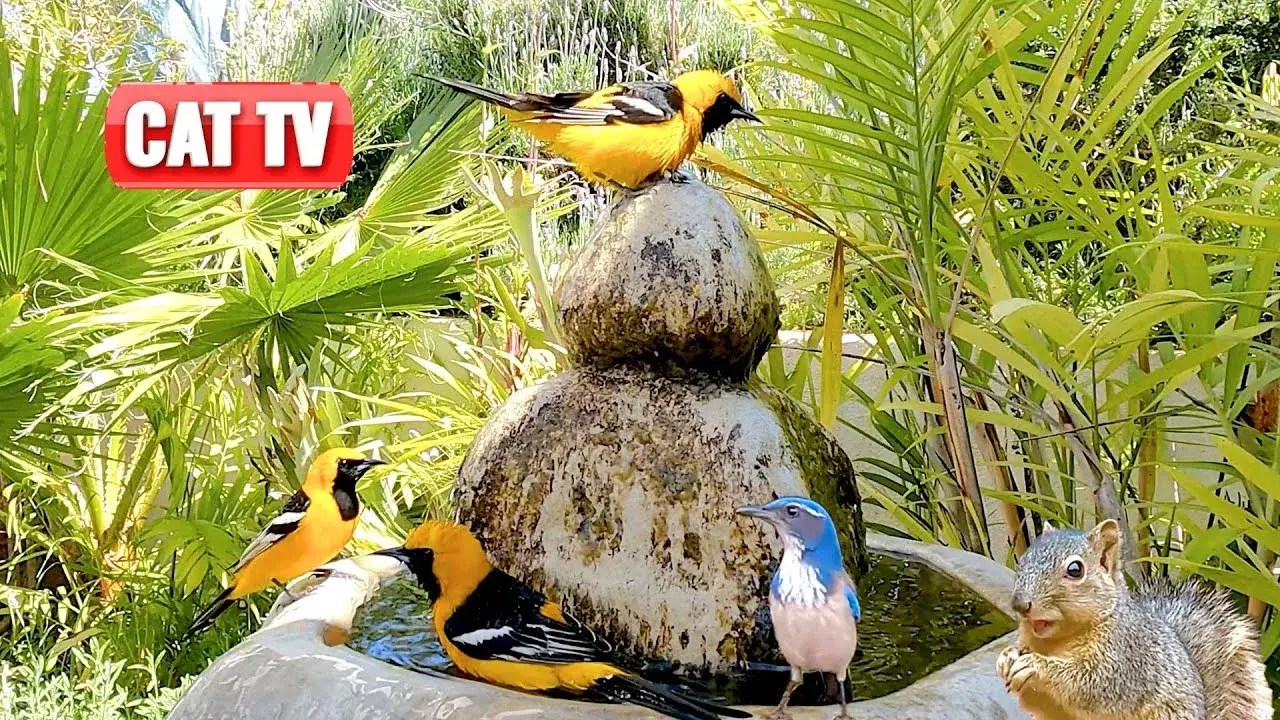 CAT TV 🐦 Bathing Birds, 🐭 Munching Mice, and 🐿️ Scampering Squirrels