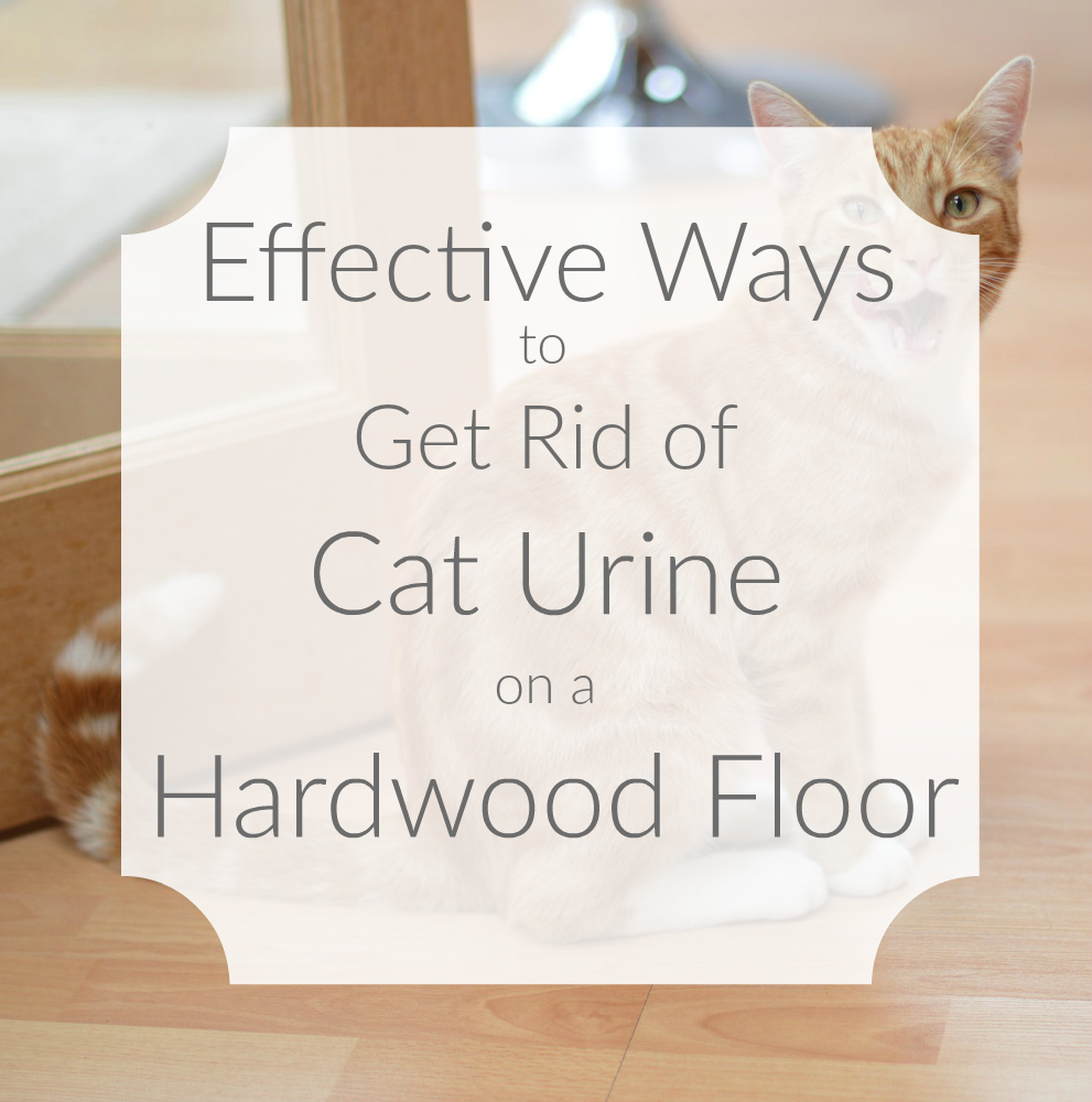 Remove Old Cat Urine Smell Hardwood Floors Carpet Vidalondon