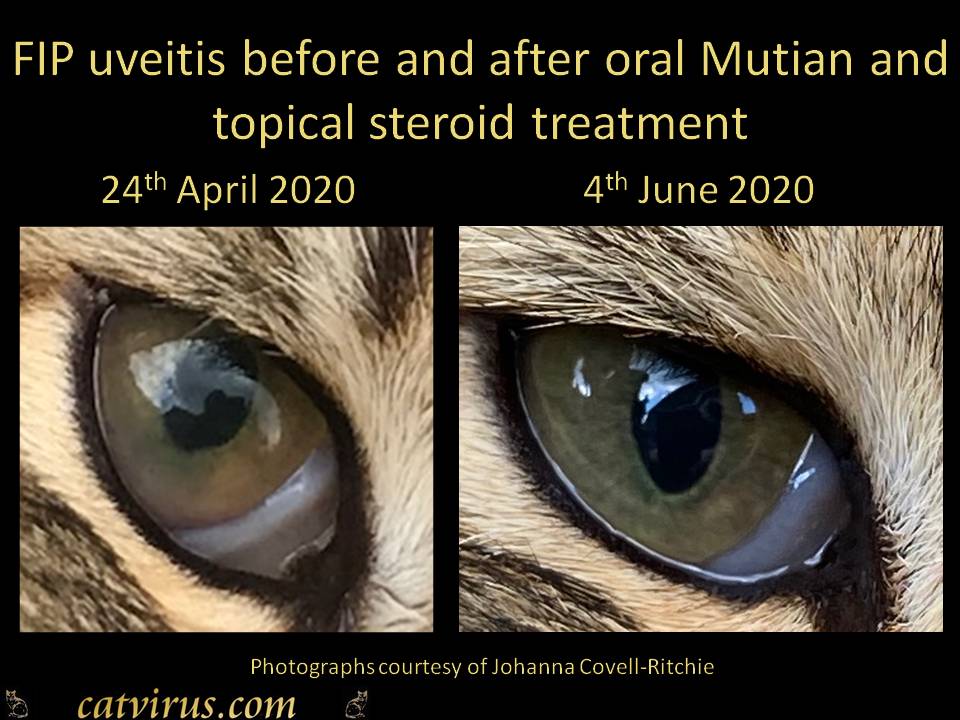 Feline Infectious Peritonitis and Coronavirus  Site