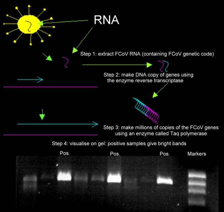 Dr. Addie What is RTPCR?