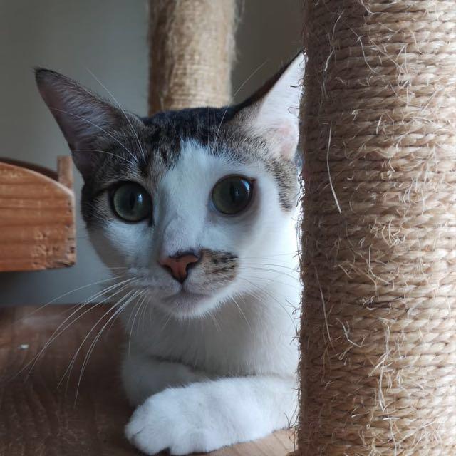 Kan cat welfare society