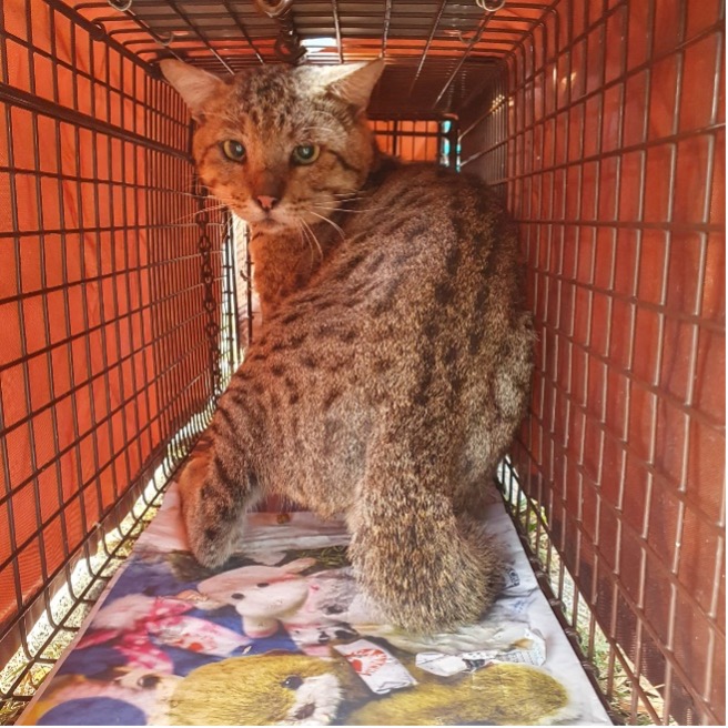 Sterilisation cat welfare society