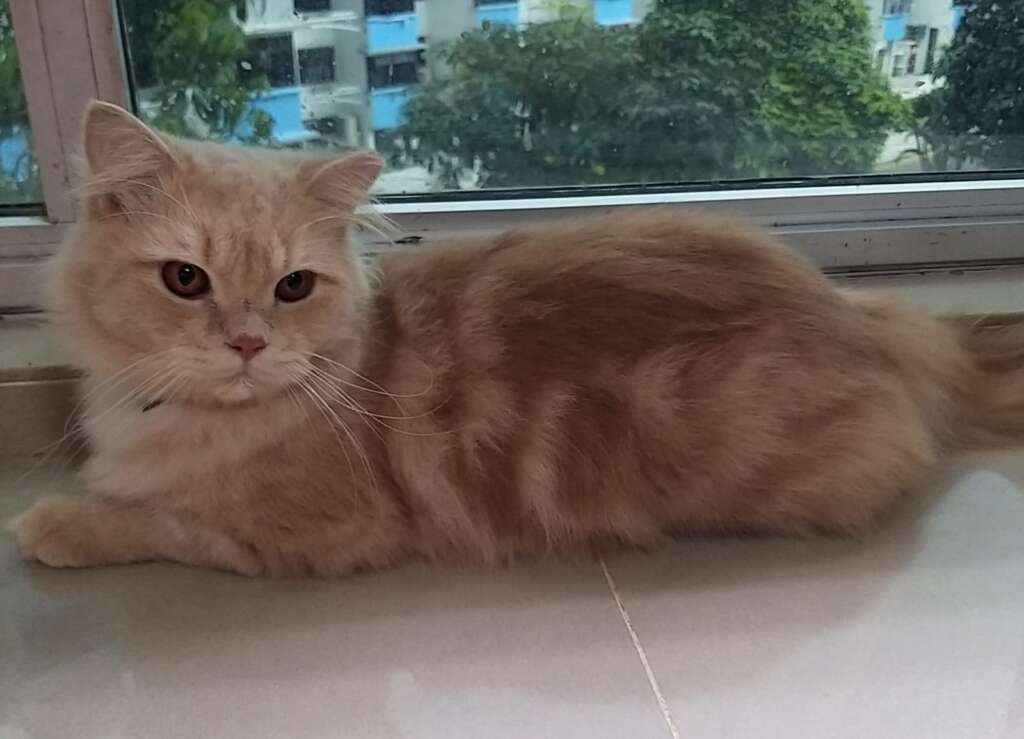 Soft like Snowflakes! cat welfare society