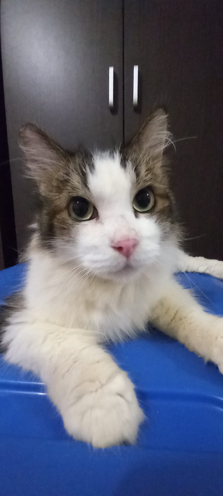 Popcorn 1 cat welfare society