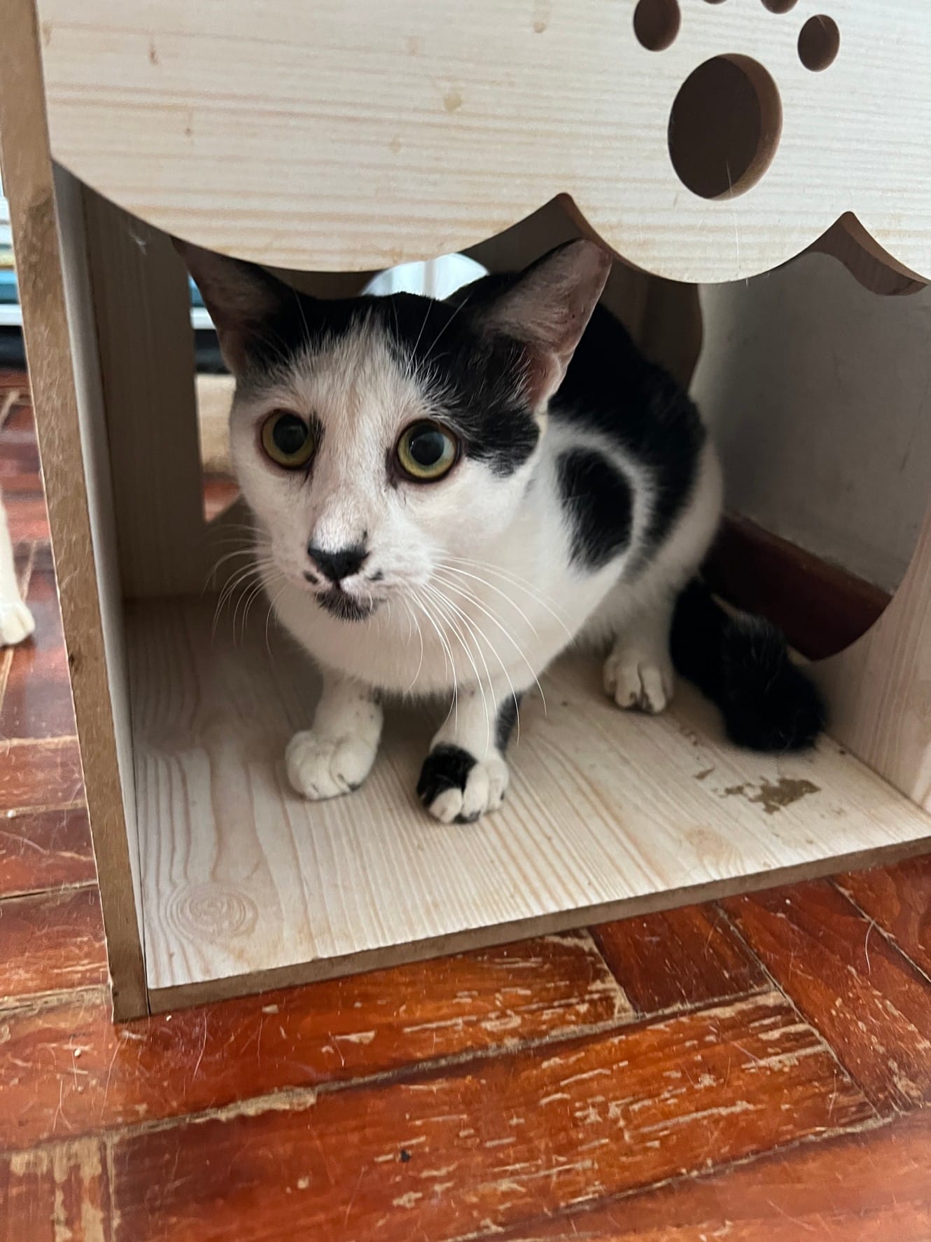 CWS1 cat welfare society