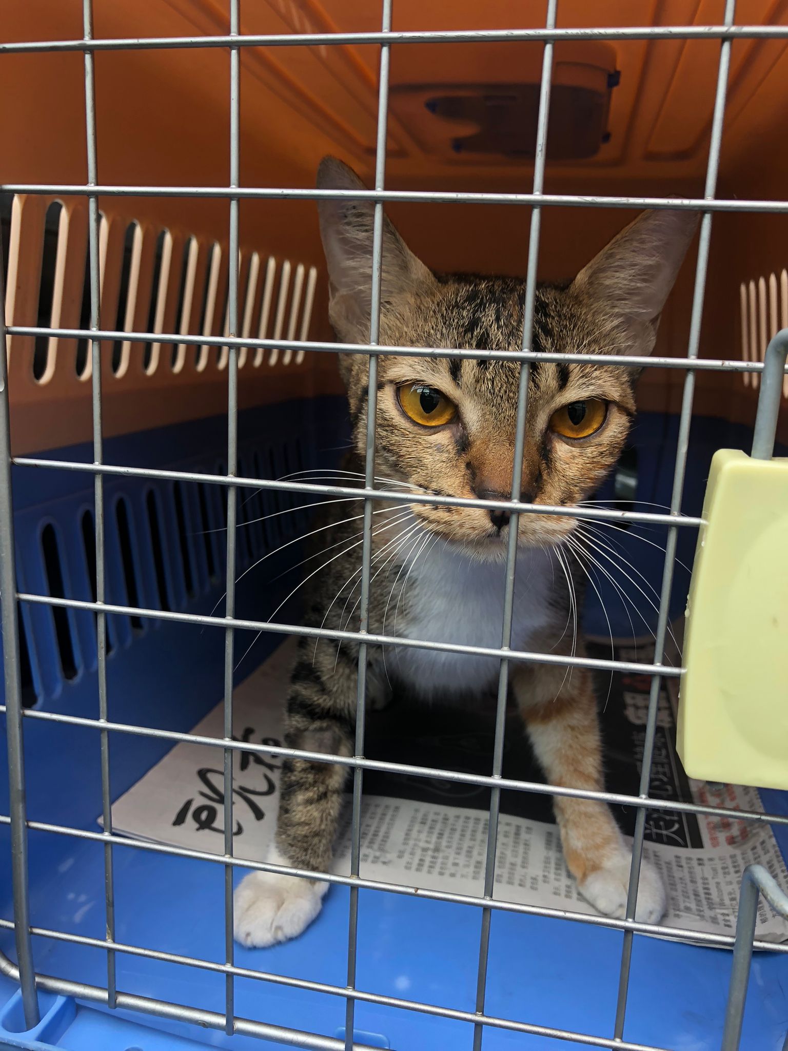 Amber2 cat welfare society