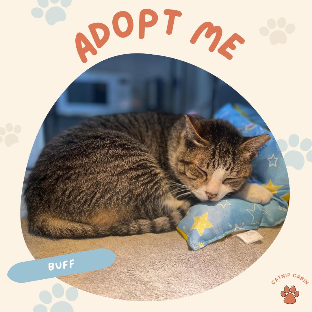 Buff cat welfare society