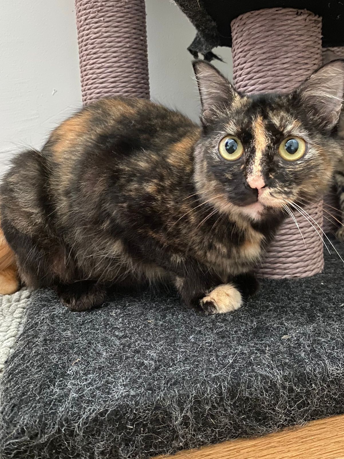 WILLOW cat welfare society