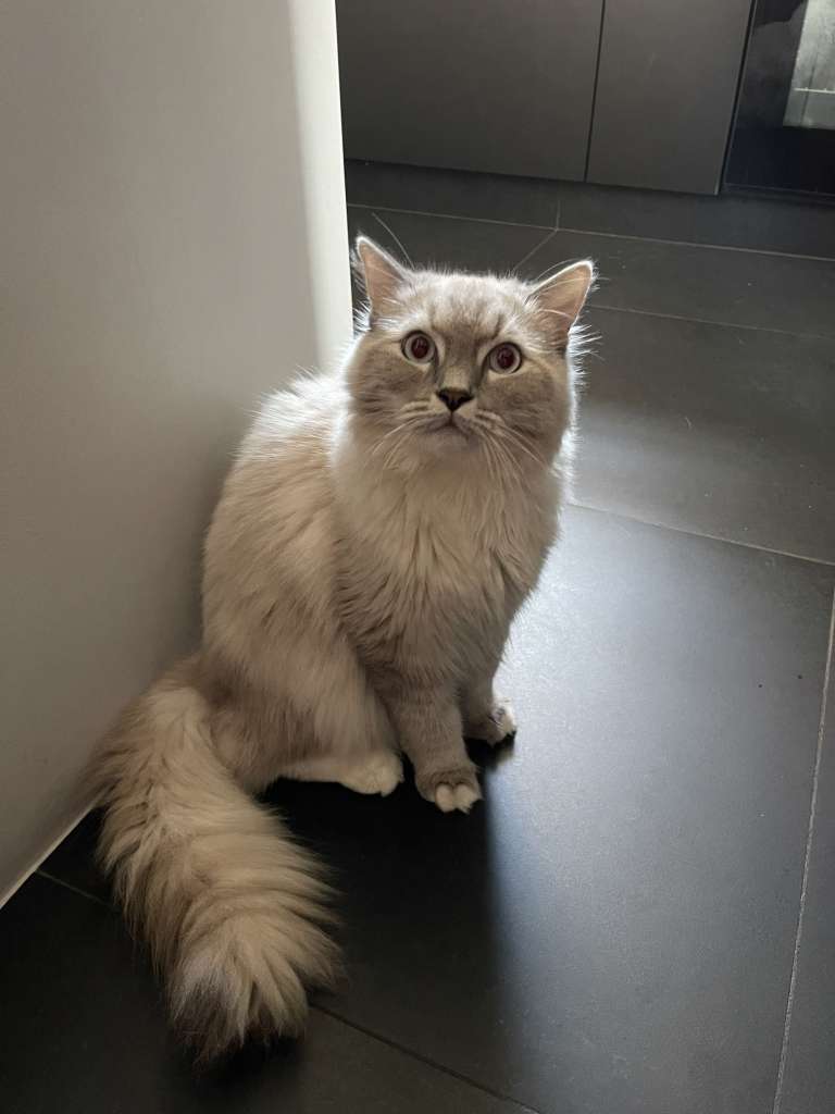 Shiro cat welfare society