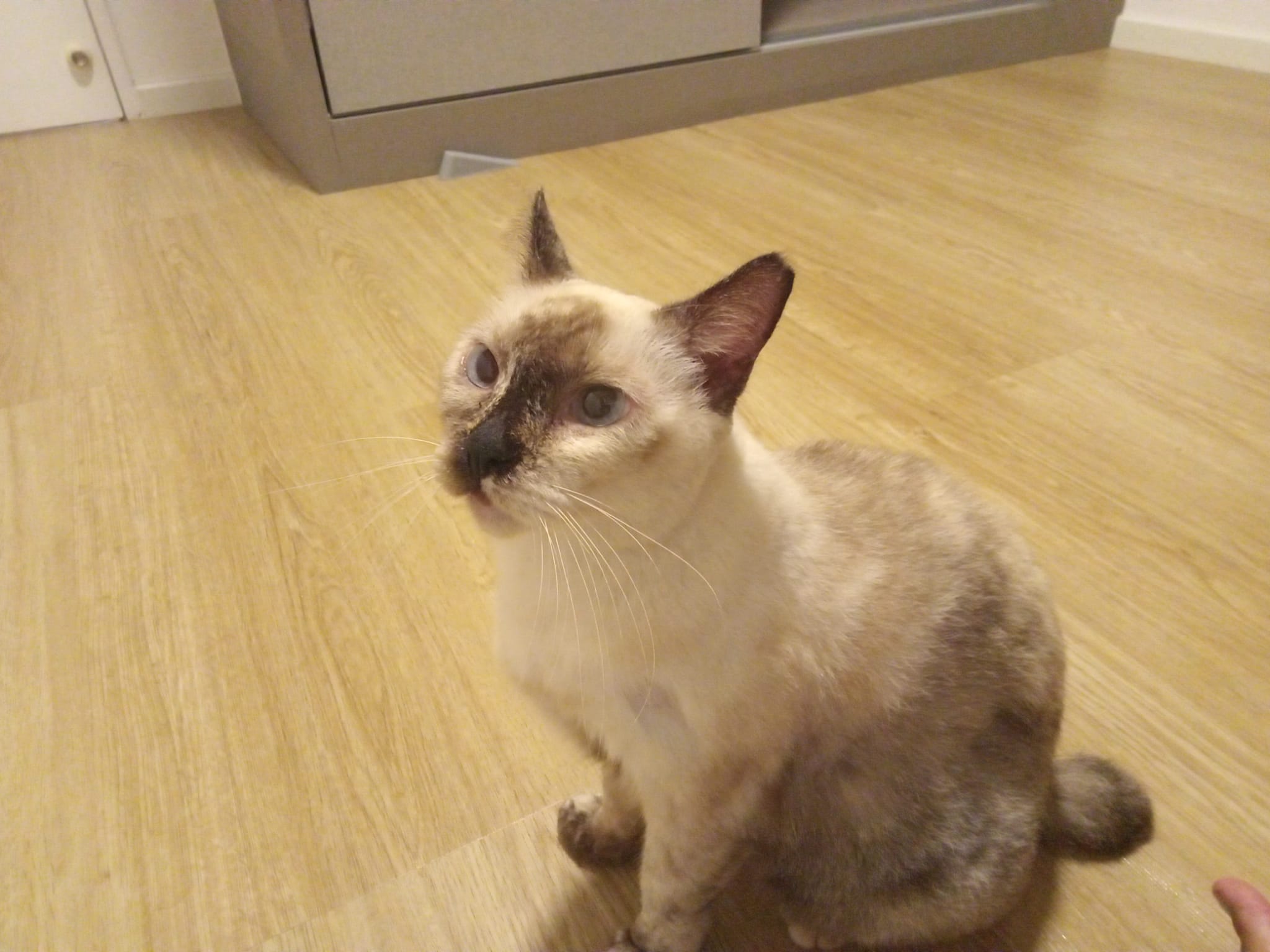 Nala cat welfare society