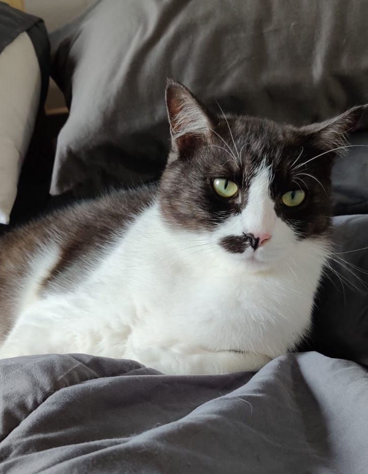 Dusty and Talia cat welfare society