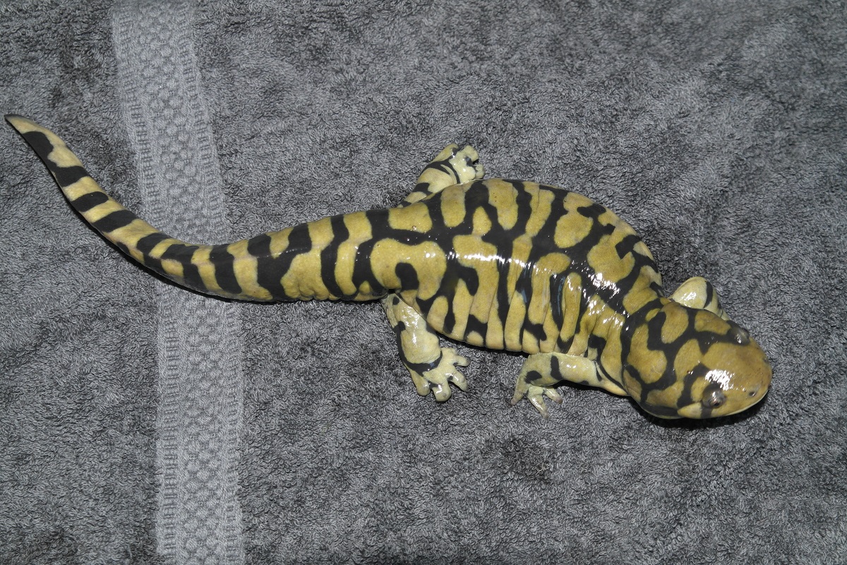Does this tiger salamander look bloated?