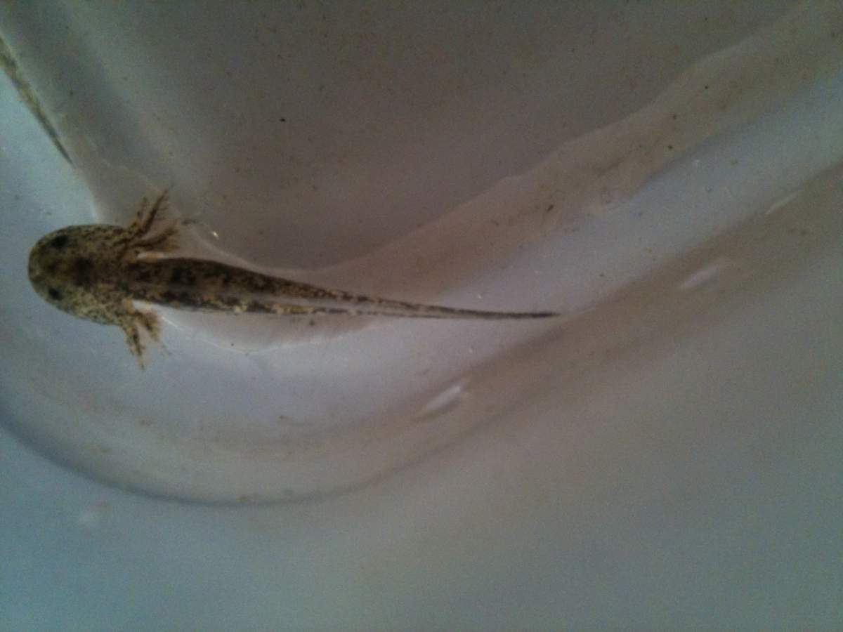 Photo: - My baby axies from a leucistic father and wild type mother |  Caudata.org: Newts and Salamanders Portal