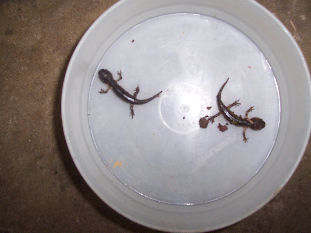 What Do Baby Salamanders Eat