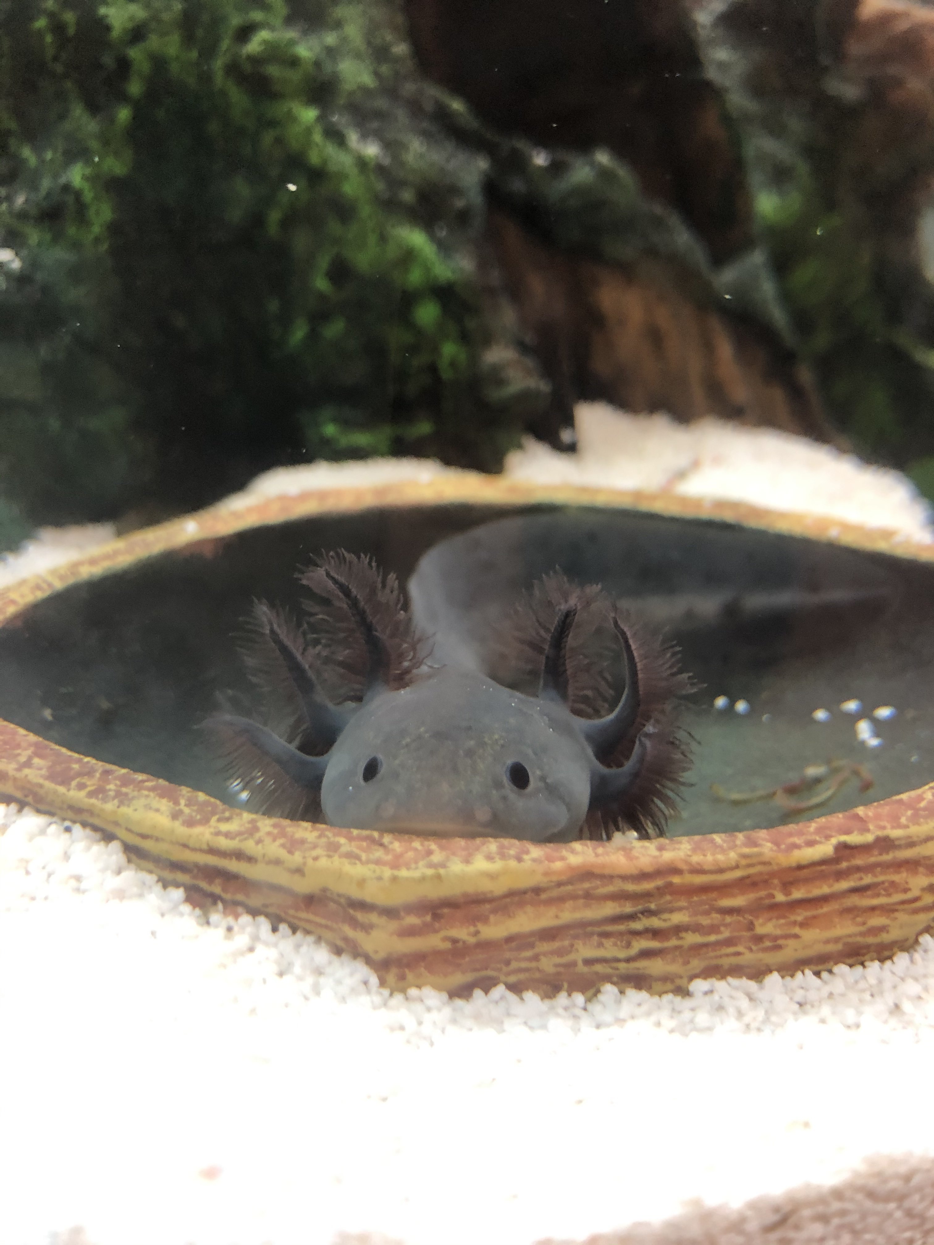 How much to feed my axolotl Newts and Salamanders Portal