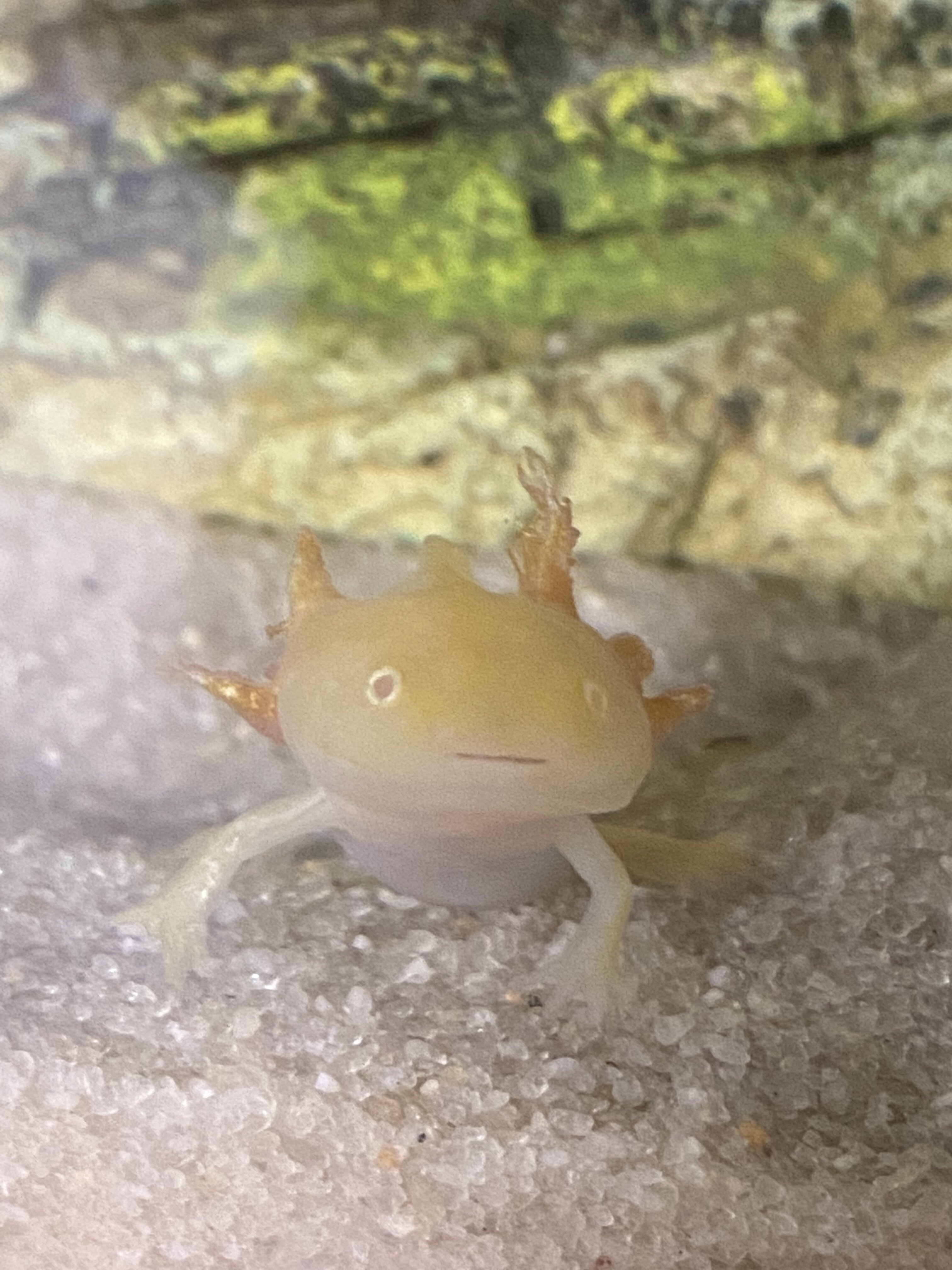 Sick Axolotl? Newts and Salamanders Portal