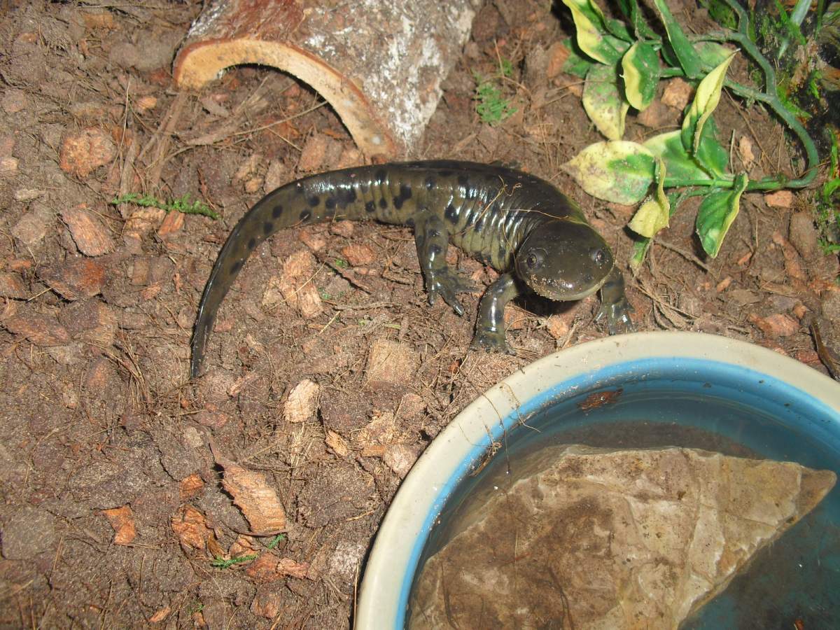 Feeding help with my tiger salamander Newts and Salamanders Portal