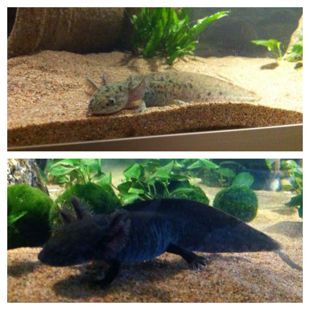 Photo Axolotls changing color Newts and Salamanders