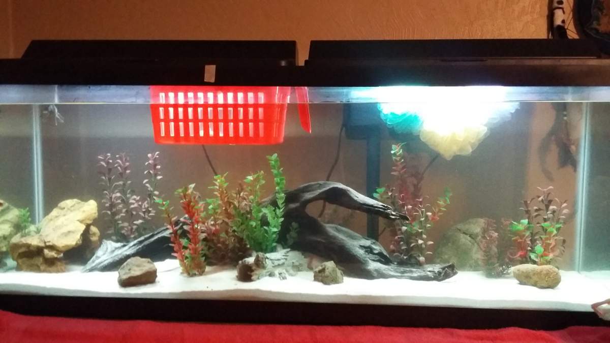 Tub for baby axolotl Newts and Salamanders Portal