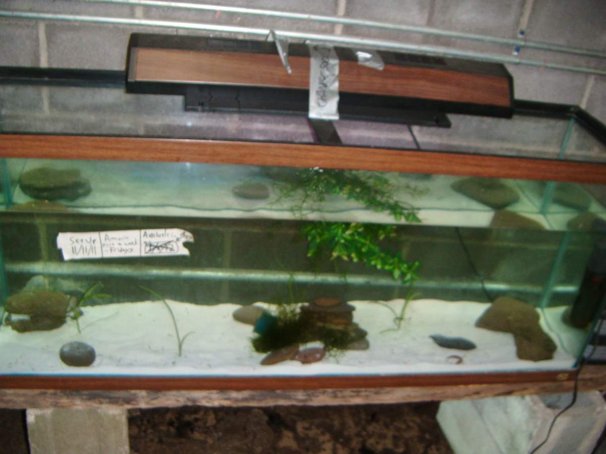 New Axolotl Setup Newts and Salamanders Portal