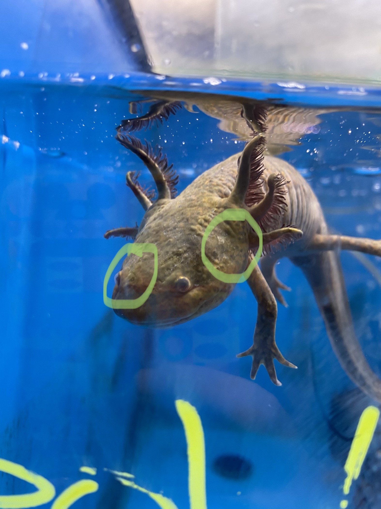 Very sick / dying axolotl please help Newts and