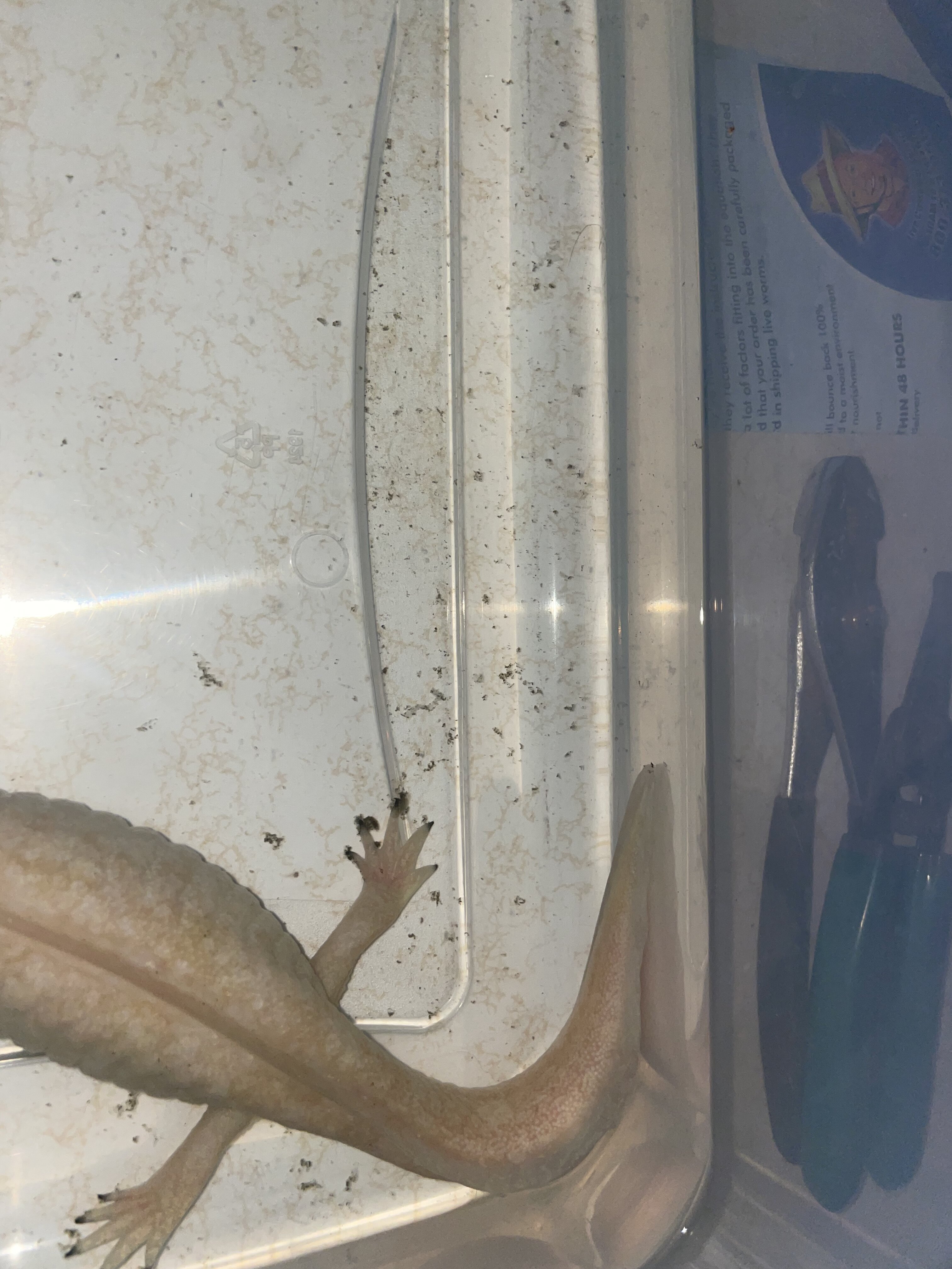 Sick axolotl’s Newts and Salamanders Portal