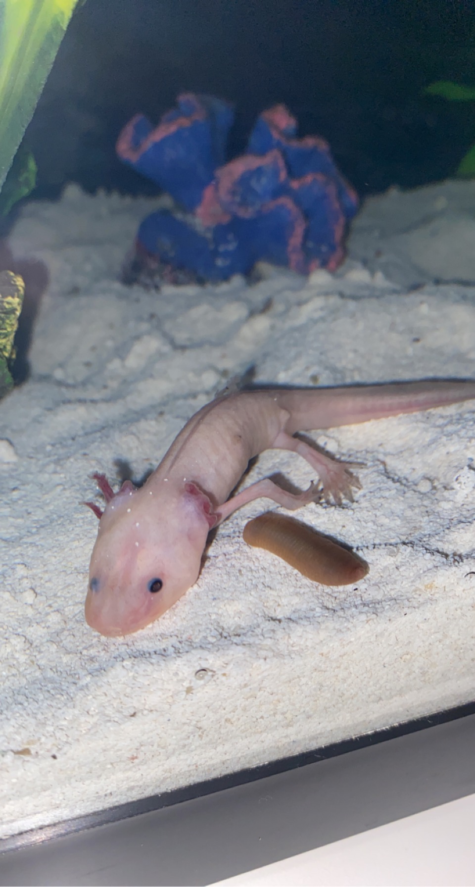 Is my Axolotl dying? What do I do Newts and Salamanders