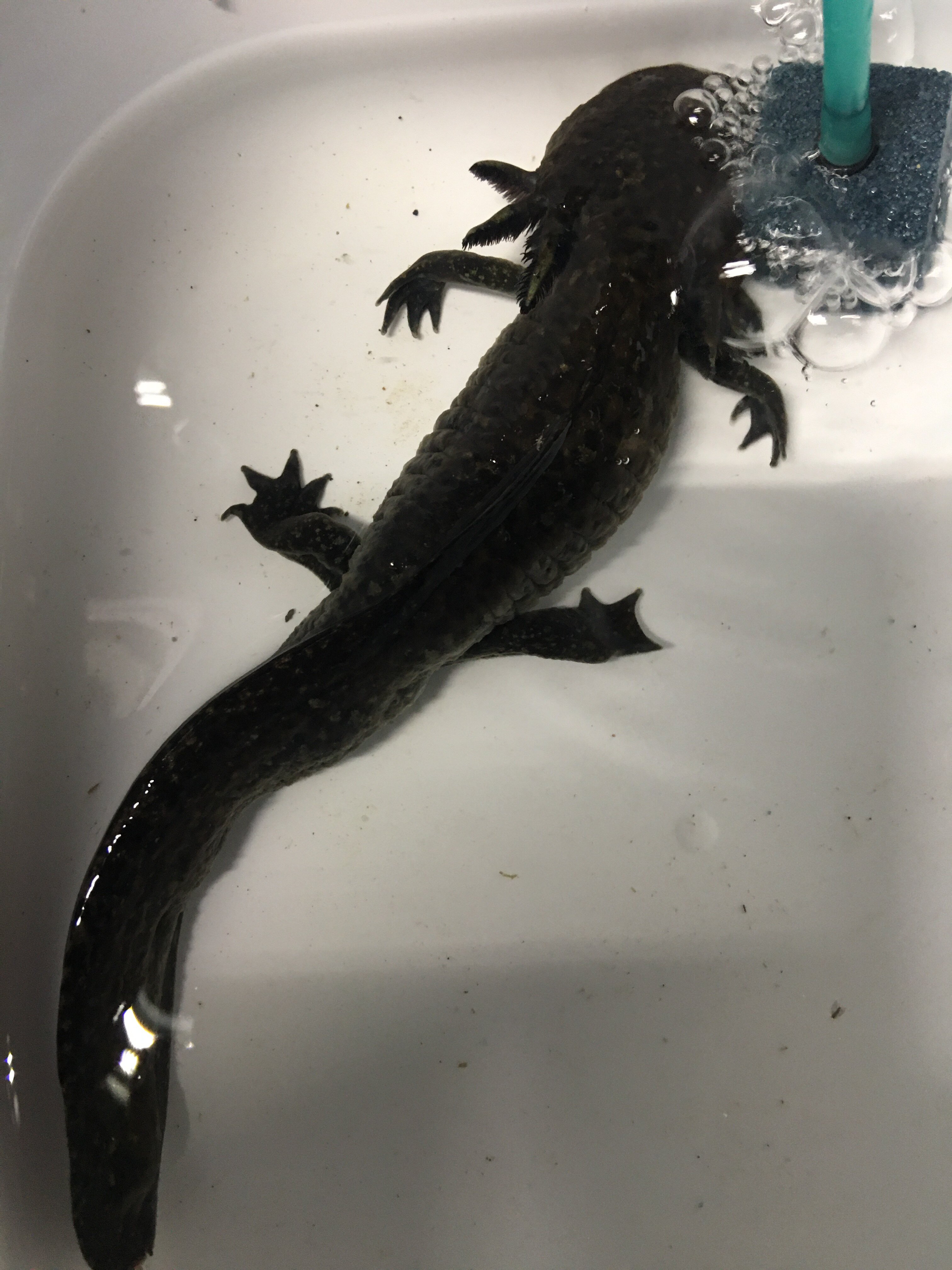 Illness/Sickness HELP!!Axolotl upside down at the bottom of tank